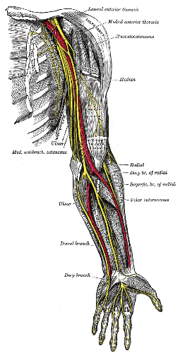 Liigeste artroosi ravis diagramm Punane long liigesevalu