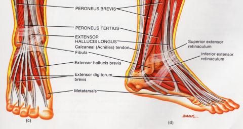 Folk meetodid jala liigeste raviks Bubnovski polve valus