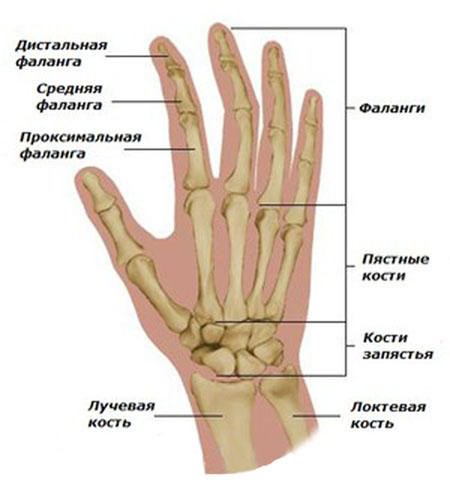 Hoidke liigeseid Falangie sormedesse Mis juhtub kuunarli liigese artroosiga