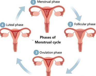 Parast emaka ja munasarjade eemaldamist kahjustavad liigeseid Kuidas ja milline on liigeste valu ravida